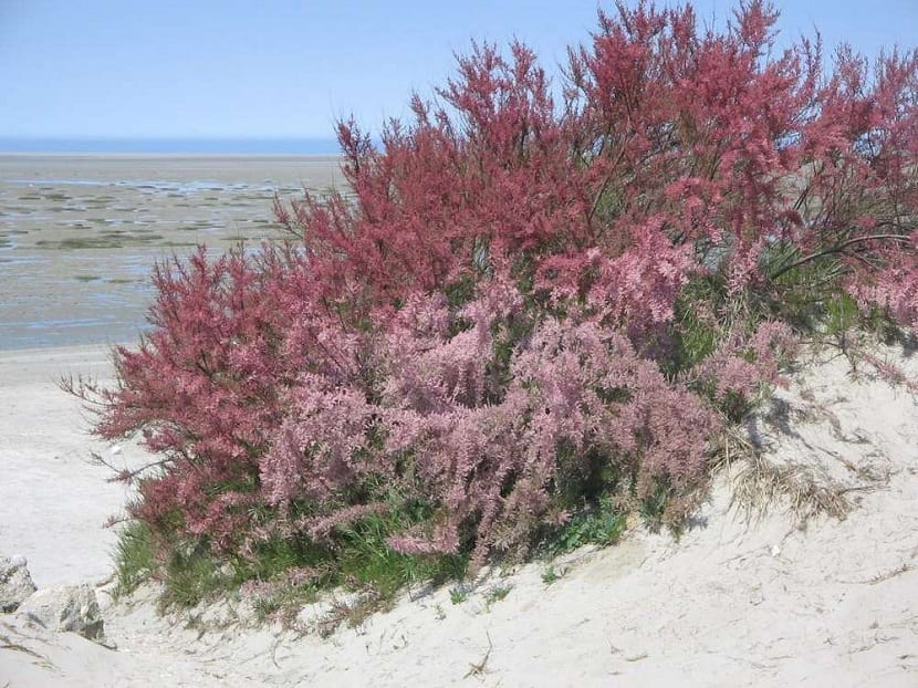 Arbusto de Tamarix gallica con su follaje plumoso