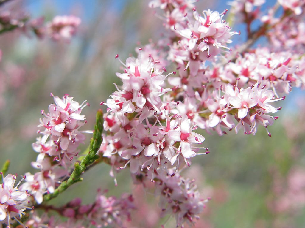 Tamariz en flor cubierto de espigas rosadas