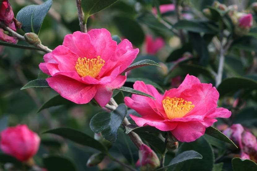 Arbusto de Camellia sasanqua en flor