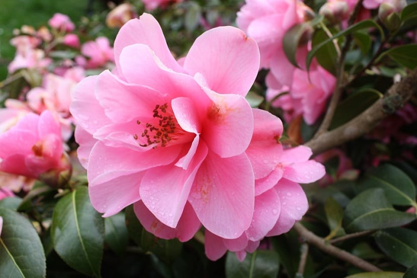 Detalle de la flor de la camelia sasanqua con los estambres amarillos