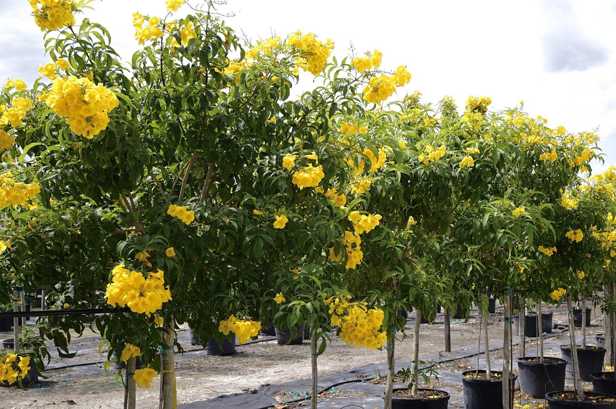 Pequeños arbustos de tecoma con flores amarillas en un jardín