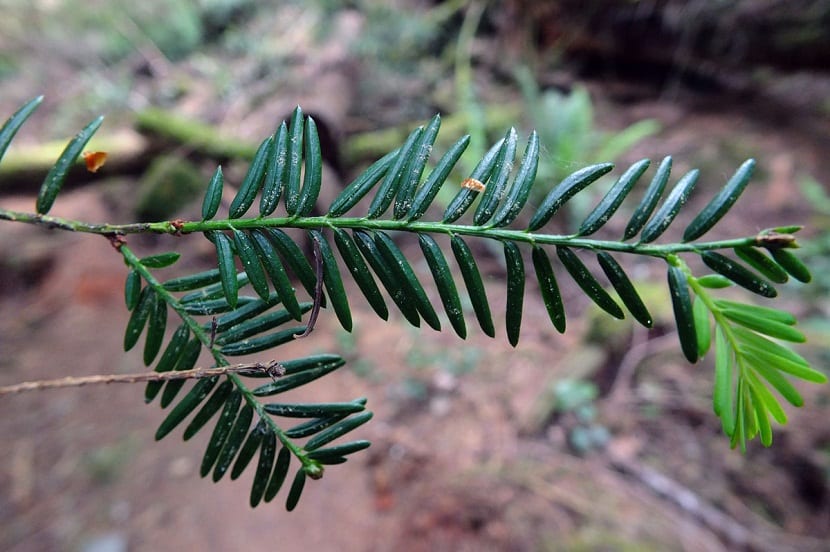 Ramilla fina de tejo del Pacífico con acículas cortas y verdes