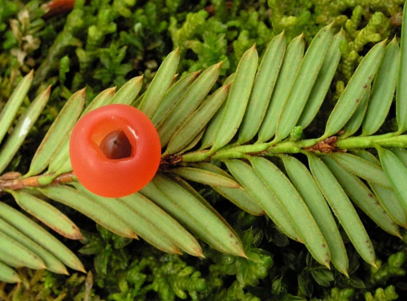 Rama de Taxus brevifolia con arilos rojos entre las acículas
