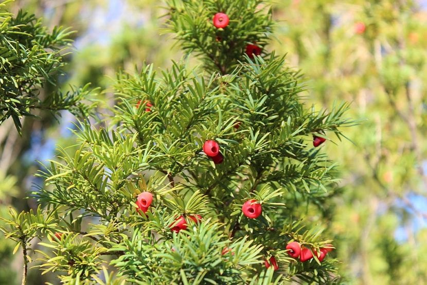 Ejemplar adulto de Taxus baccata con copa densa y ramaje oscuro