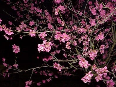 Prunus mume en flor a finales de invierno