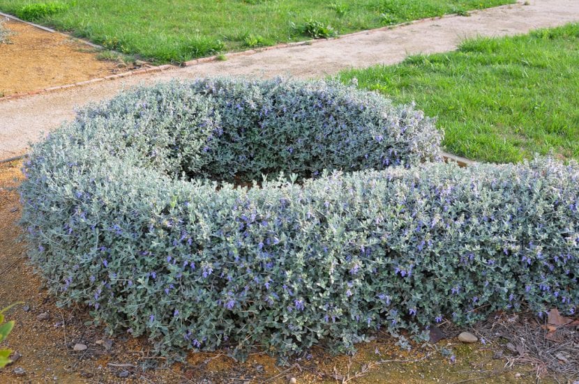 Mata de Teucrium fruticans con follaje plateado y flores azuladas
