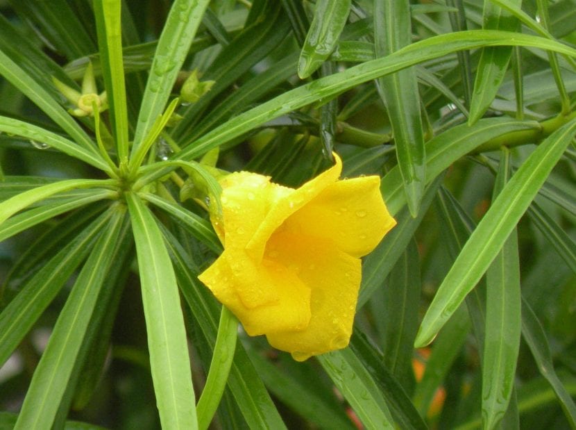 Flor amarilla en forma de embudo de Thevetia peruviana