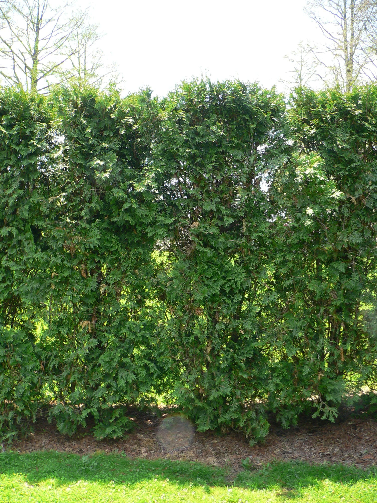 Seto formal de Thuja occidentalis recortado en pared verde