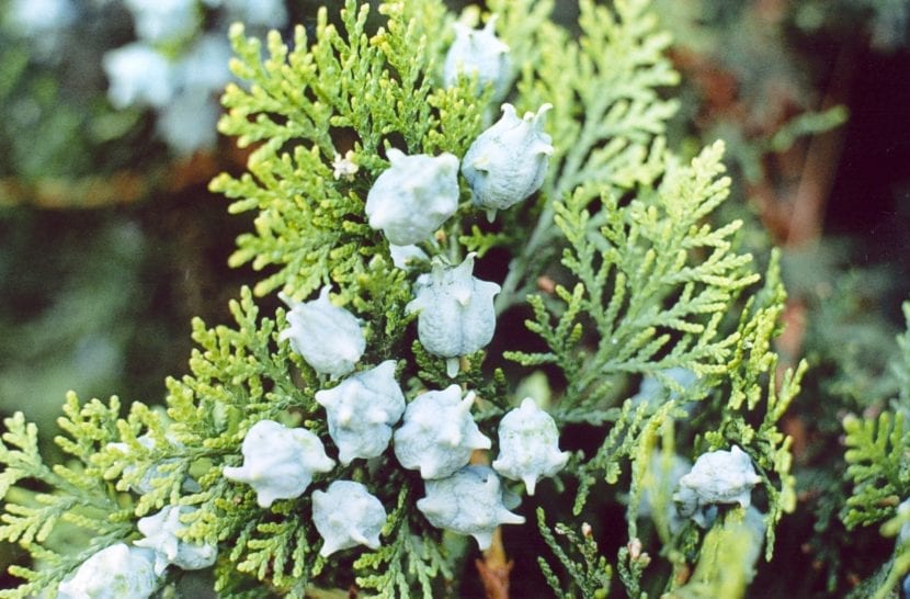 Fronda de Platycladus orientalis con ramillas dispuestas en planos verticales