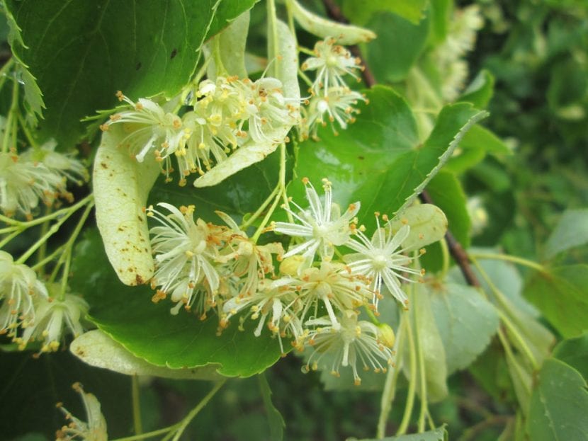 Flores erectas de Tilia cordata