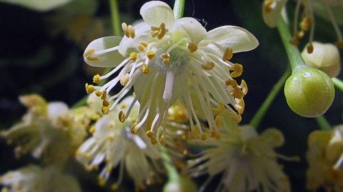 Flores de tilo plateado con su bráctea