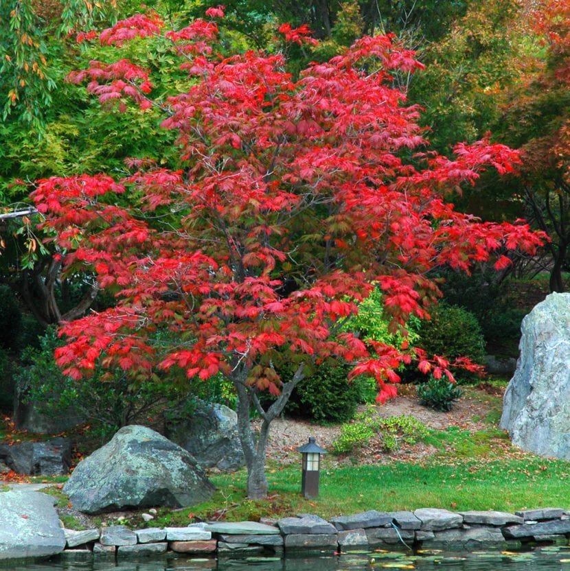 Acer japonicum Aconitifolium con la hoja profundamente recortada