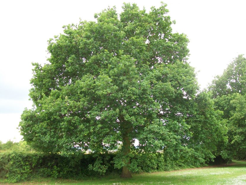 Quercus robur, el roble carballo de los bosques atlánticos