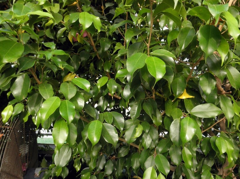 Hojas coriáceas y brillantes de un perennifolio de hoja ancha