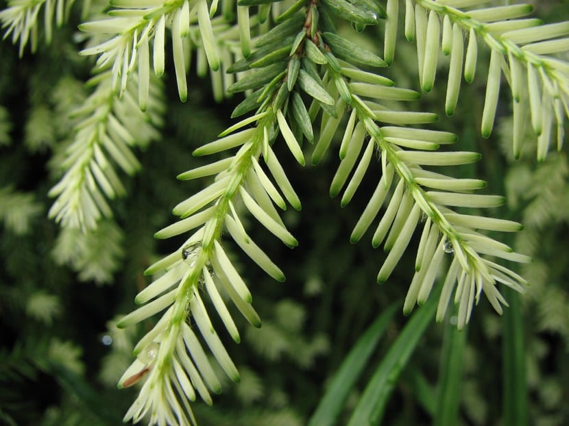 Acículas de pino, la solución perennifolia de los climas fríos