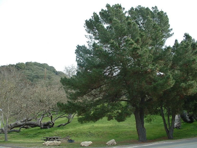 Copa de pino con hoja acicular perenne