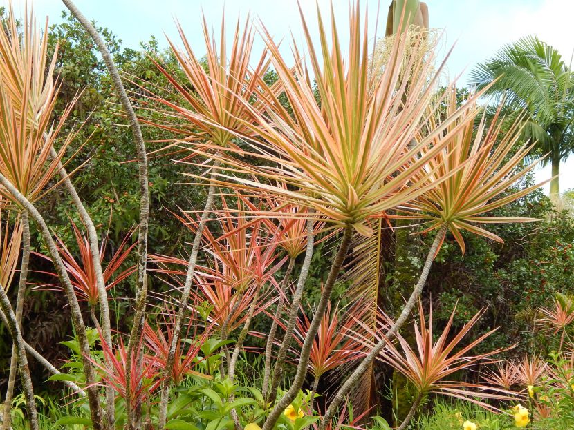 Dracaena marginata con hojas estrechas de borde rojizo