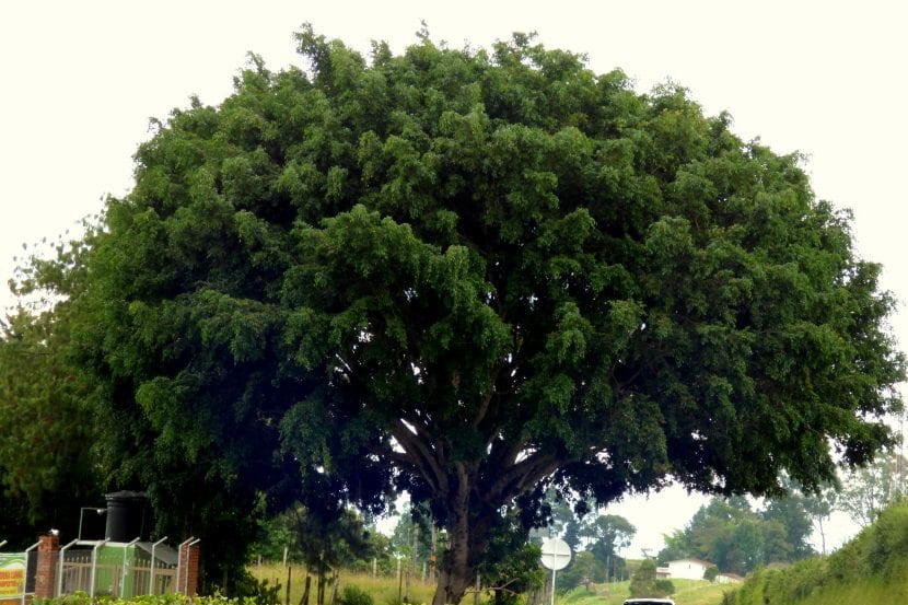 Ficus benjamina de hoja pequeña y ramas péndulas