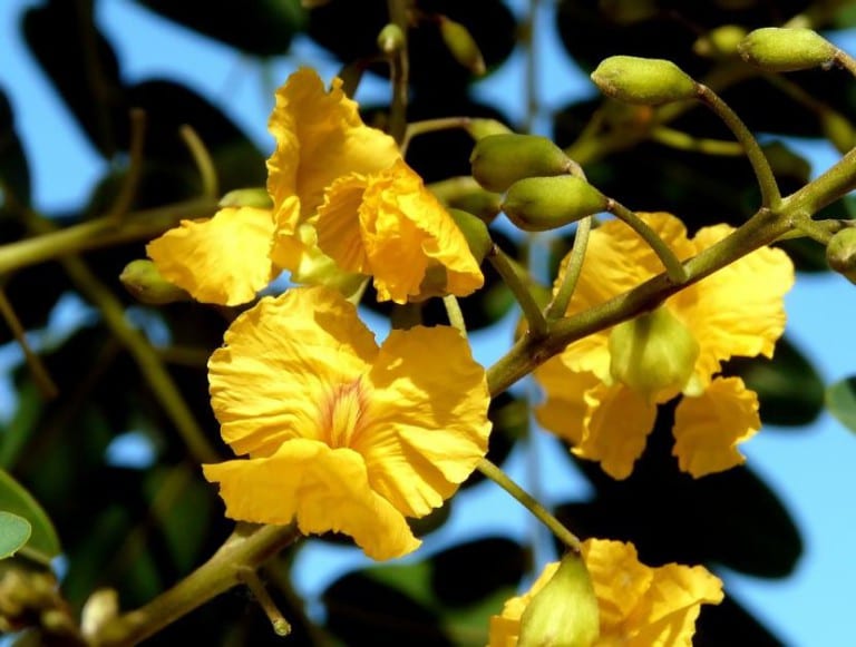 Flores amarillas amariposadas de la Tipuana tipu