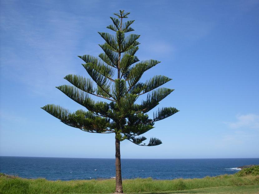 Araucaria heterophylla o pino de Norfolk cultivada en maceta