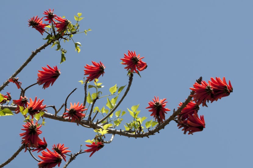 Erythrina caffra en plena floración, cubierta de racimos rojo anaranjado