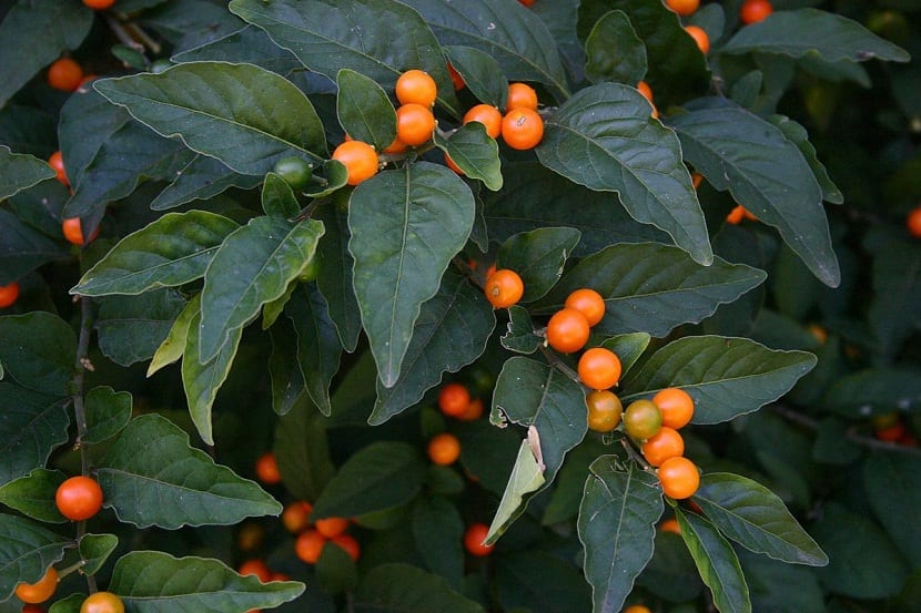 Arbusto de Solanum pseudocapsicum cargado de frutos rojos tóxicos