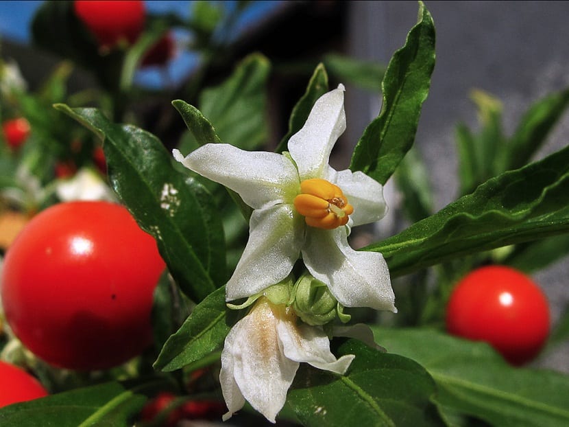 Flor blanca estrellada del Solanum pseudocapsicum
