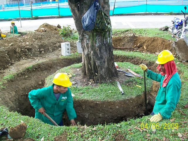Árbol preparado con cepellón para su trasplante