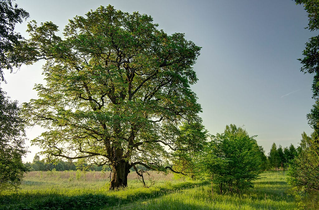 Ulmus laevis adulto en su hábitat de ribera