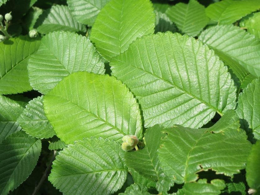 Hojas de Ulmus minor con la base asimétrica característica