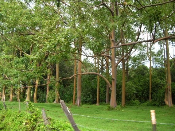 Eucalyptus deglupta creciendo en clima tropical húmedo