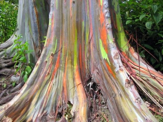 Tronco multicolor de Eucalyptus deglupta