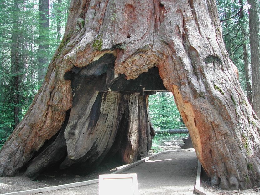 El Pioneer Cabin Tree, la secuoya gigante con un túnel abierto en la base