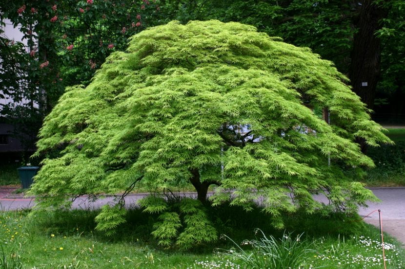 Acer palmatum con follaje verde