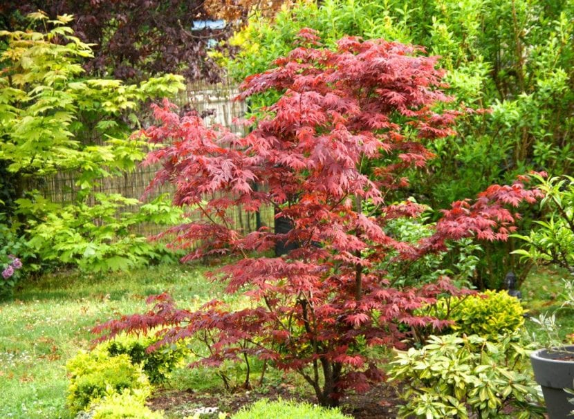 Acer palmatum Atropurpureum de hoja púrpura