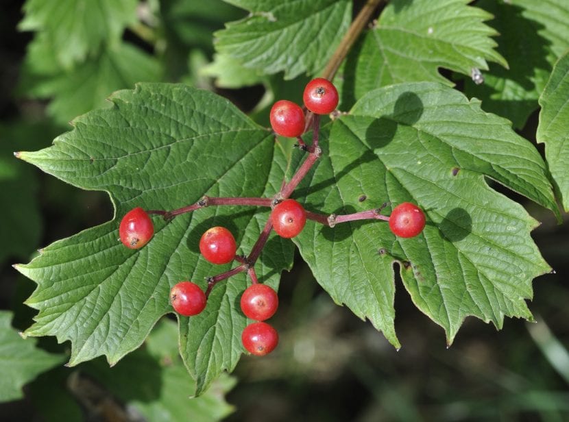 Frutos rojos traslúcidos del Viburnum opulus en otoño