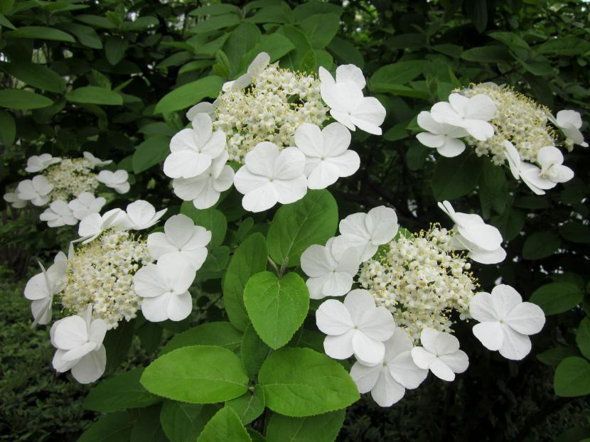 Inflorescencia globosa blanca de Viburnum macrocephalum f. keteleeri