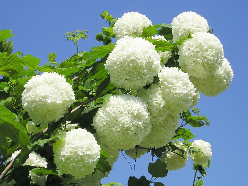 Viburnum: guía del género, flores, frutos y cómo elegirlo