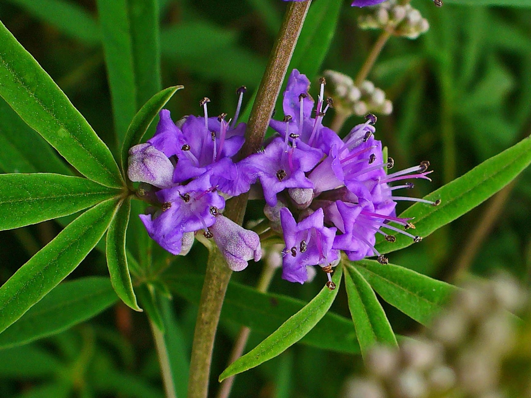 Espigas de flores azules del Vitex agnus-castus en verano