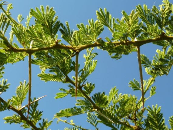 Hojas bipinnadas de Acacia tortilis con foliolos muy pequeños