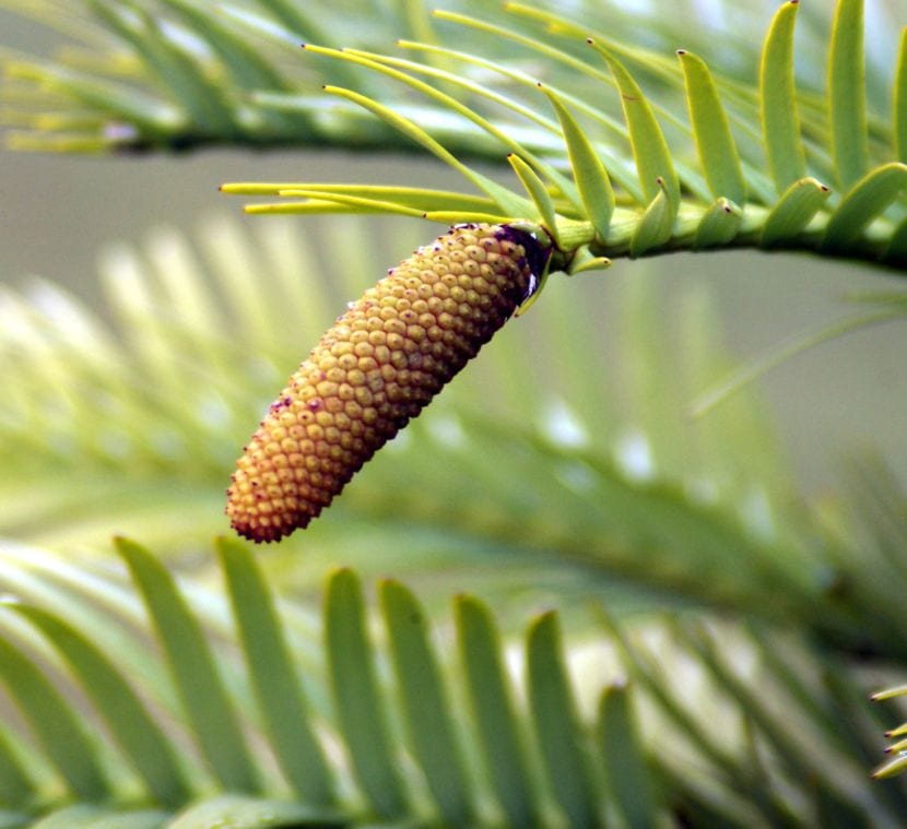 Cono de Wollemia nobilis, esférico y de superficie escamosa