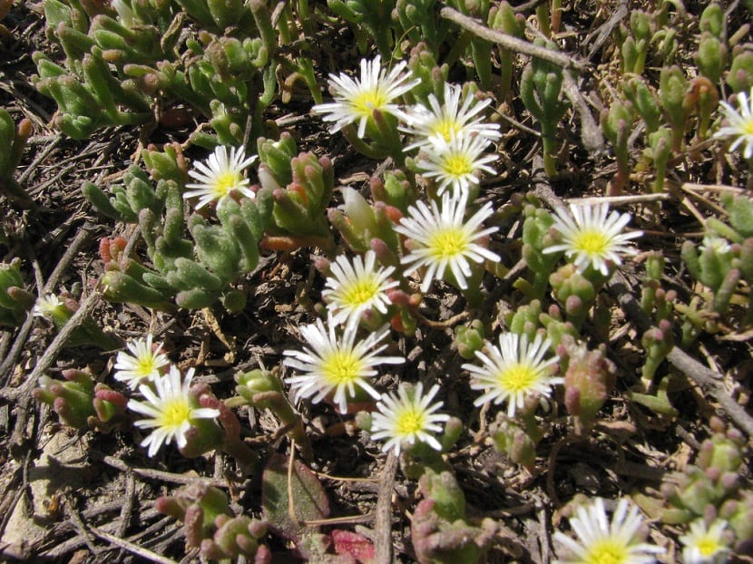 Mata de Mesembryanthemum nodiflorum con flores blancas