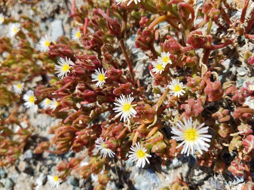 Flores pequenas de la hierba vidriera abiertas al sol