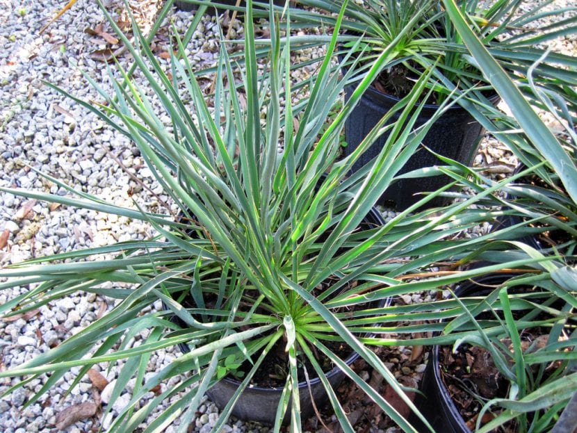 Hojas de Yucca filamentosa con los filamentos rizados en el margen