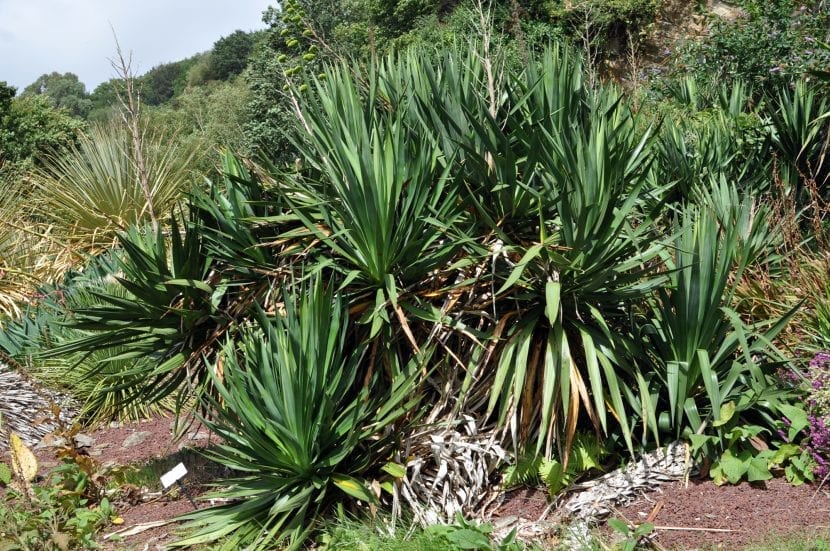 Ejemplar de Yucca gloriosa con tronco y roseta de hojas rígidas
