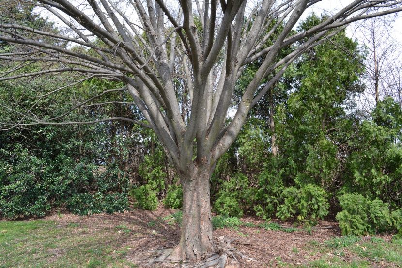 Tronco de Zelkova serrata con la corteza lisa y grisacea