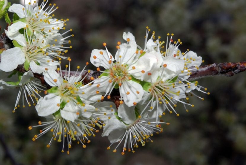 Flores blancas de Prunus domestica al final del invierno