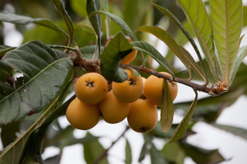 Nísperos maduros en una rama del árbol