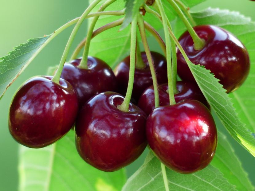 Abonos para cerezos: cuál usar y en qué momento