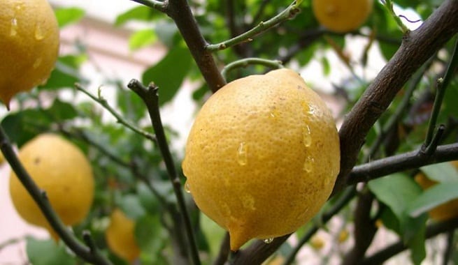 Aclareo de frutos: cuándo y cuánto quitar en cada frutal